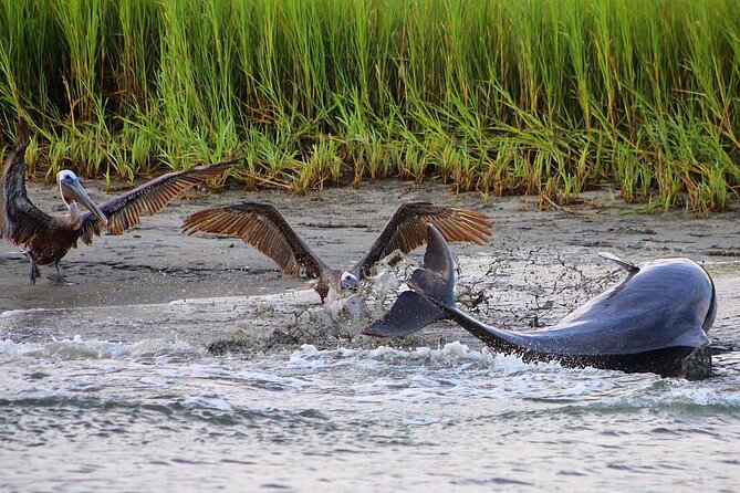 Folly Beach Dolphin Viewing Boat Excursion and Estuary Tour - Looking for Bottlenose Dolphins in Their Tidal Home