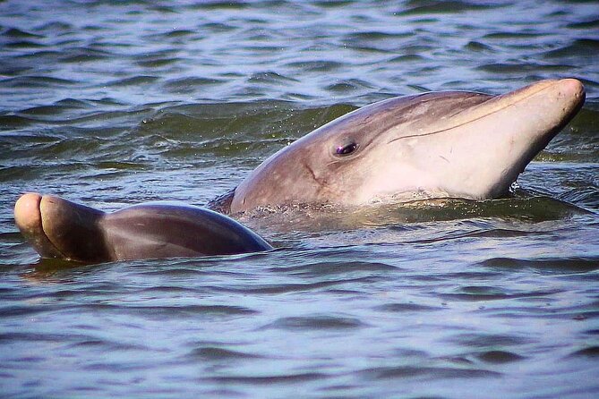 Folly Beach Dolphin Viewing Boat Excursion and Estuary Tour - What the $56 Price Really Covers