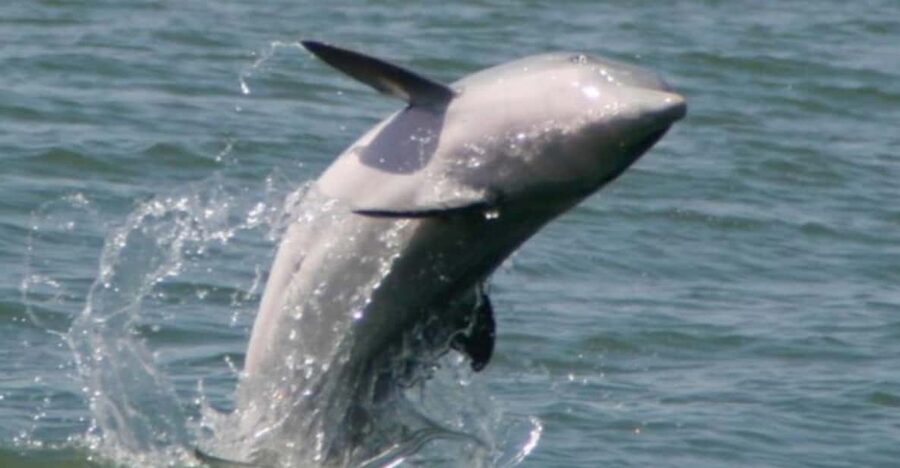 Folly Beach: Morning Dolphin Boat Trip to Morris Island - Weather and comfort on the water