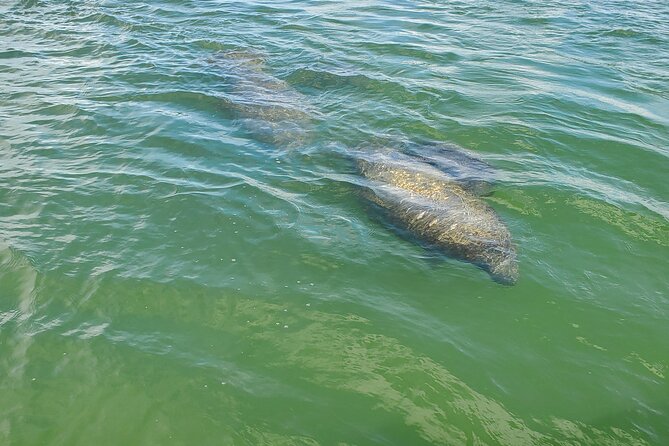 Fort Myers Beach Dolphin & Sightseeing Tour Refreshments Included - What the 90-minute cruise feels like