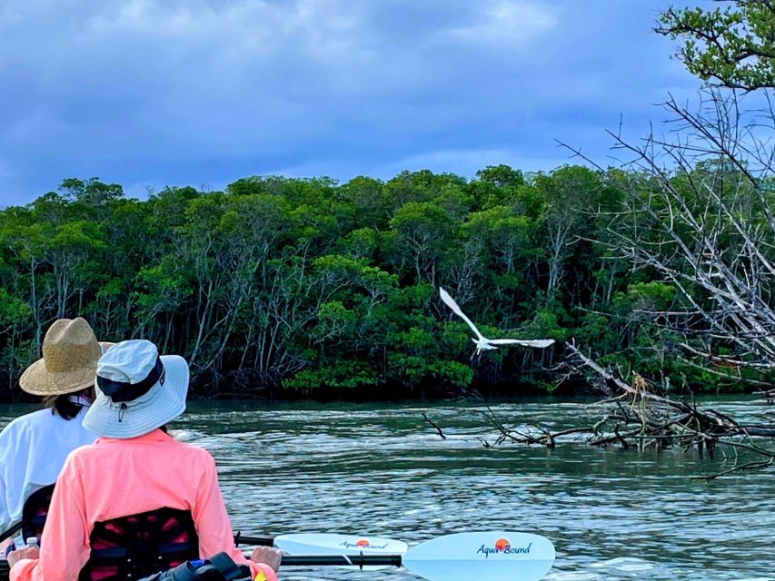 Fort Pierce: 4-hr Mangroves & Dolphin Watch Sandbar in FL - Key points to know before you book