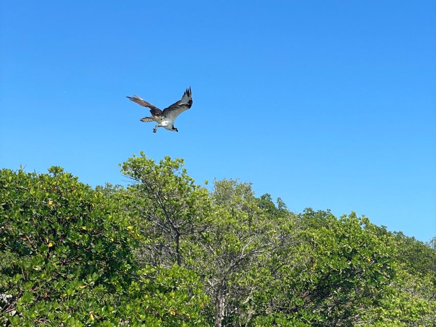 Fort Pierce: 4-hr Mangroves & Dolphin Watch Sandbar in FL - Price, equipment, and overall value