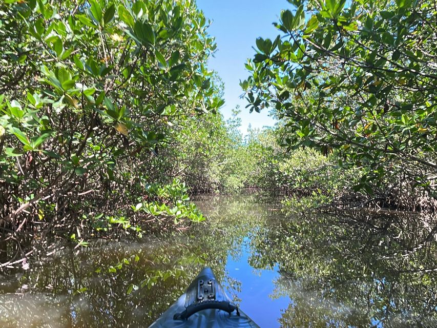 Fort Pierce: 4-hr Mangroves & Dolphin Watch Sandbar in FL - Bird watching among the mangroves
