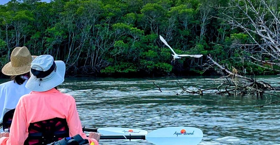 Fort Pierce: 4-hr Mangroves & Dolphin Watch Sandbar in FL - Reaching the mangrove island
