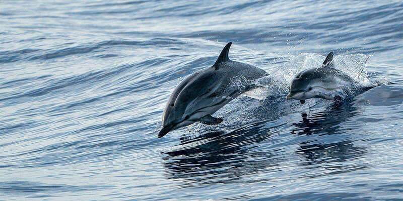 Fort Walton: Dolphin Discovery and Snorkeling Cruise - Who will get the most from this cruise