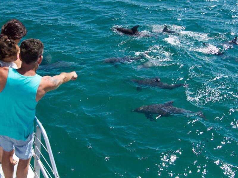 Fort Walton: Dolphin Discovery and Snorkeling Cruise - Practical value at $67 per person