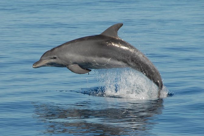 Fraser Island & Dolphin Sailing Adventure - Why this four-hour cruise works so well
