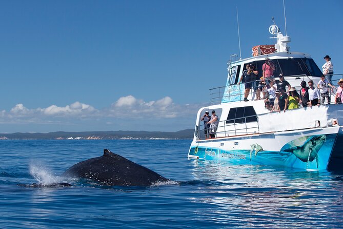 Fraser Island & Dolphin Sailing Adventure - Who should book this Hervey Bay outing