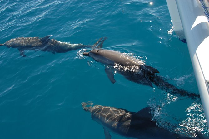 Fraser Island & Dolphin Sailing Adventure - Searching for bottlenose and Australian humpback dolphins