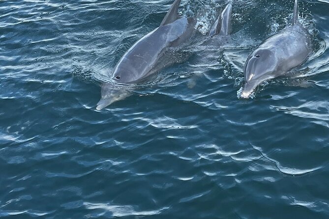 Frisky Mermaid Dolphin + Scenic Bay Sightseeing Tour - Key points to know before you book