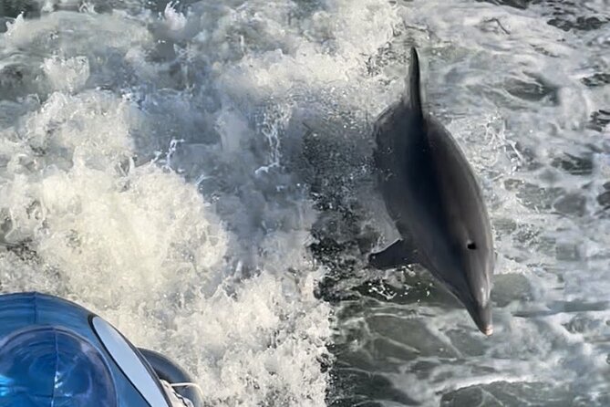 Frisky Mermaid Dolphin + Scenic Bay Sightseeing Tour - A small-boat look at Pensacola Bay