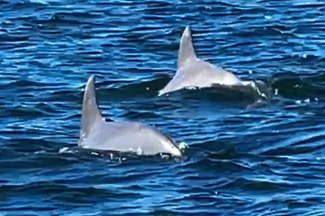 Frisky Mermaid Dolphin + Scenic Bay Sightseeing Tour - Choosing between sunrise, daytime, and sunset