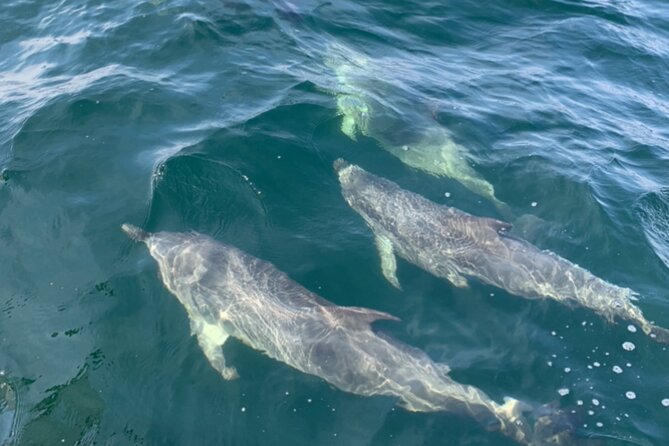 Frisky Mermaid Dolphin + Scenic Bay Sightseeing Tour - Swimming and snorkeling without a beach crowd