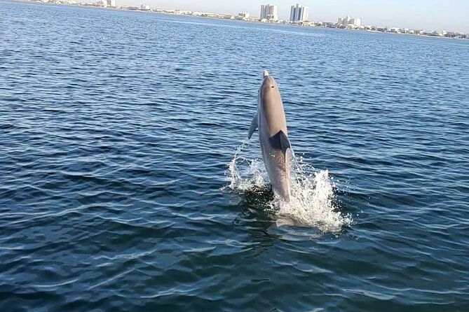 Frisky Mermaid Dolphin + Scenic Bay Sightseeing Tour - What the $385 group price means