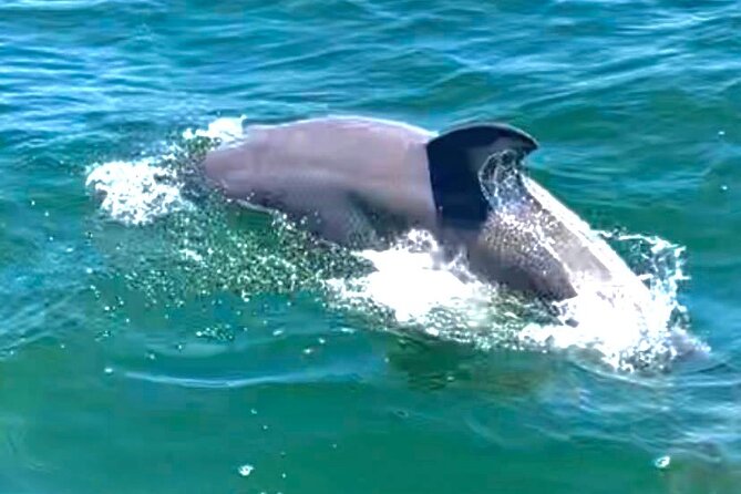 Frisky Mermaid Dolphin + Scenic Bay Sightseeing Tour - Finding dolphins with Captain Kenzy