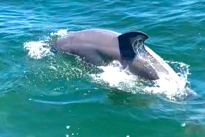 Frisky Mermaid Dolphin Tour + Secluded Beach + Equip - Captain Steve, Captain MJ, and the private approach