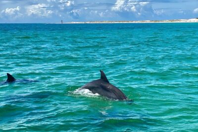 Frisky Mermaid Dolphin Tour + Secluded Beach + Equip
