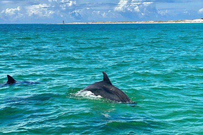 Frisky Mermaid Dolphin Tour + Secluded Beach + Equip - Three hours around Pensacola’s waterways