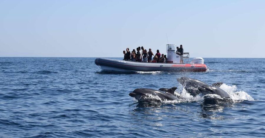 From Albufeira: Benagil Caves and Dolphins Guided Boat Tour - Key points before you book