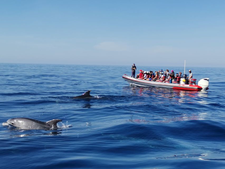 From Albufeira: Benagil Caves and Dolphins Guided Boat Tour - Why this Albufeira boat trip works so well