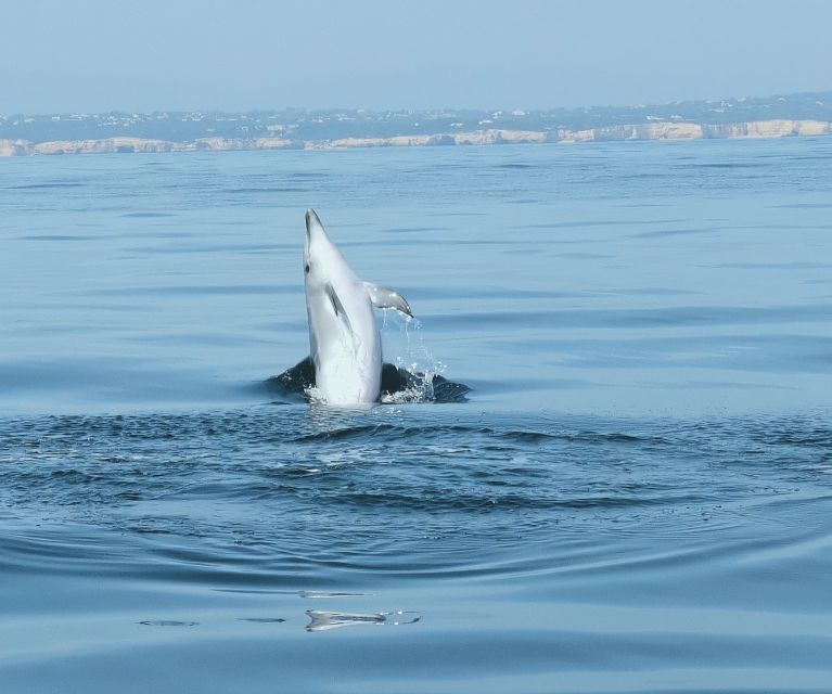 From Albufeira: Benagil Caves and Dolphins Guided Boat Tour - Searching for dolphins in their natural habitat