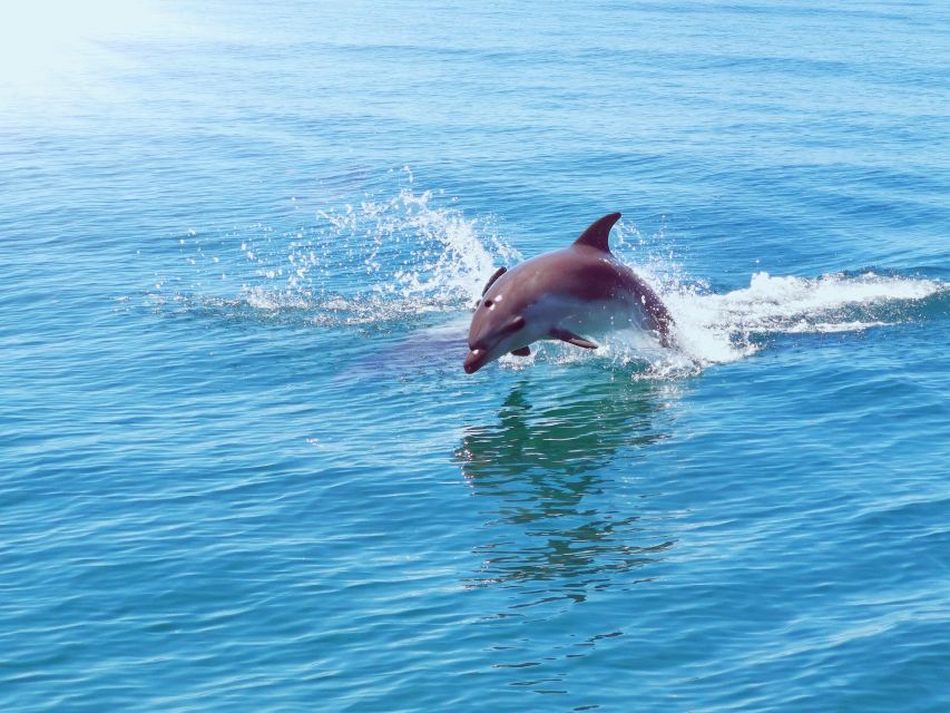 From Albufeira: Benagil Caves and Dolphins Guided Boat Tour - Should you book the Albufeira to Benagil boat tour?