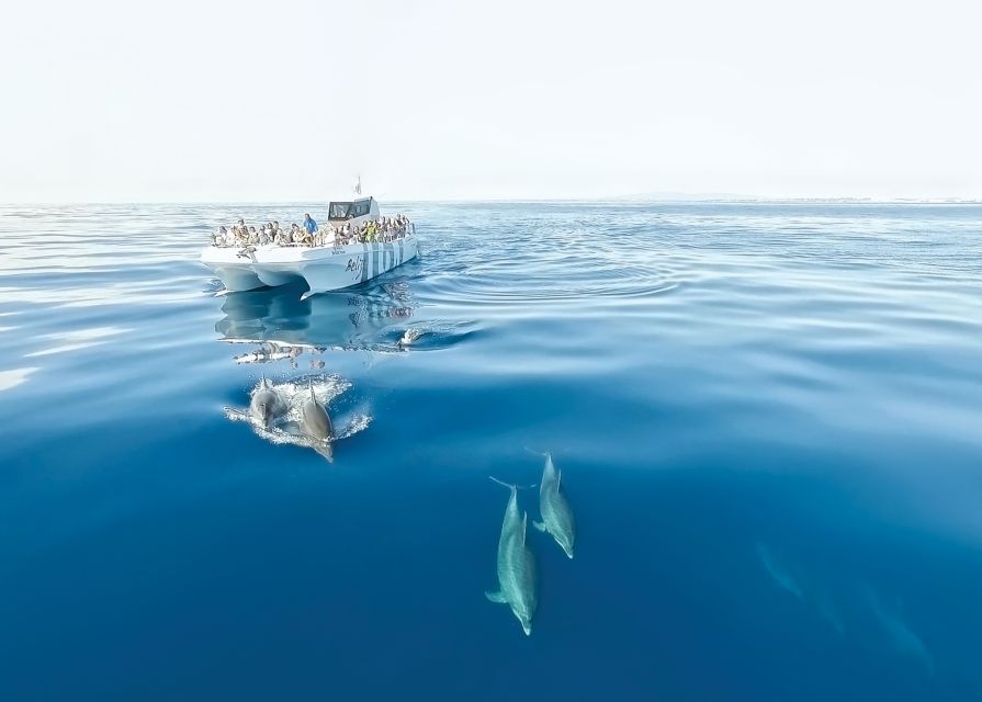 From Albufeira: Dolphins and Caves 2.5-Hour Boat Trip - From Albufeira Marina to the open Atlantic