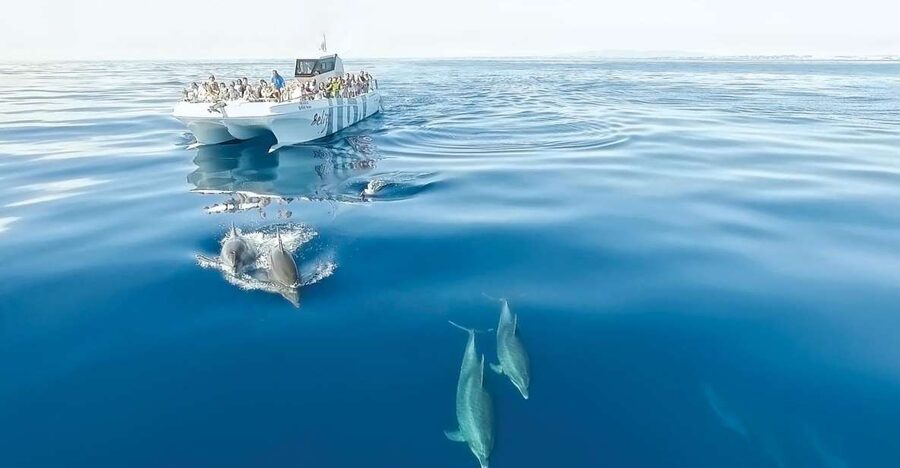 From Albufeira: Dolphins and Caves 2.5-Hour Boat Trip - The Algarve coast from sea level