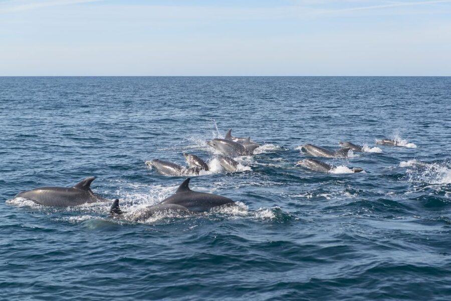 From Albufeira: Dolphins and Caves 2.5-Hour Boat Trip - How the $34 price works out