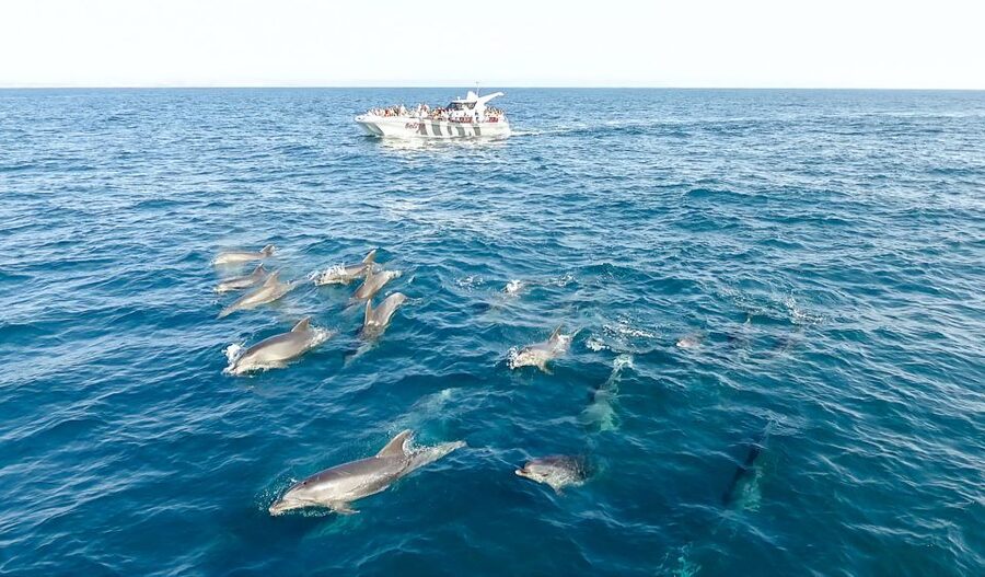 From Albufeira: Dolphins and Caves 2.5-Hour Boat Trip - Should you book the Albufeira dolphin and caves trip?