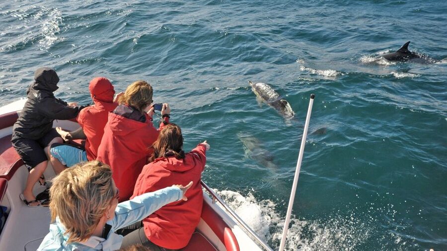 From Albufeira: Dolphins and Caves 2.5-Hour Boat Trip - Searching for dolphins in their own waters