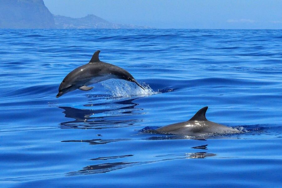 From Alcudia: Sunrise Dolphin Watching Boat Tour - Key points at a glance