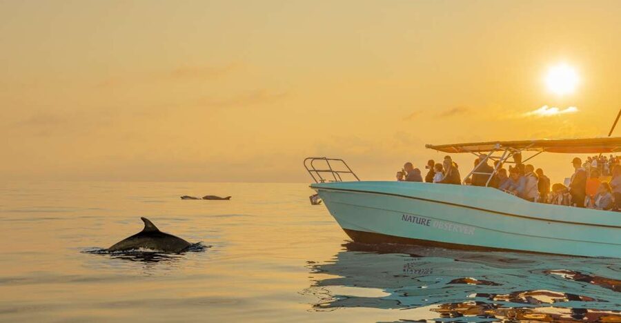From Alcudia: Sunrise Dolphin Watching Boat Tour - Sunrise on Alcúdia Bay