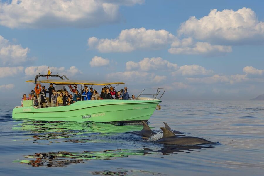From Alcudia: Sunrise Dolphin Watching Boat Tour - The boat ride out, about 40 to 45 minutes