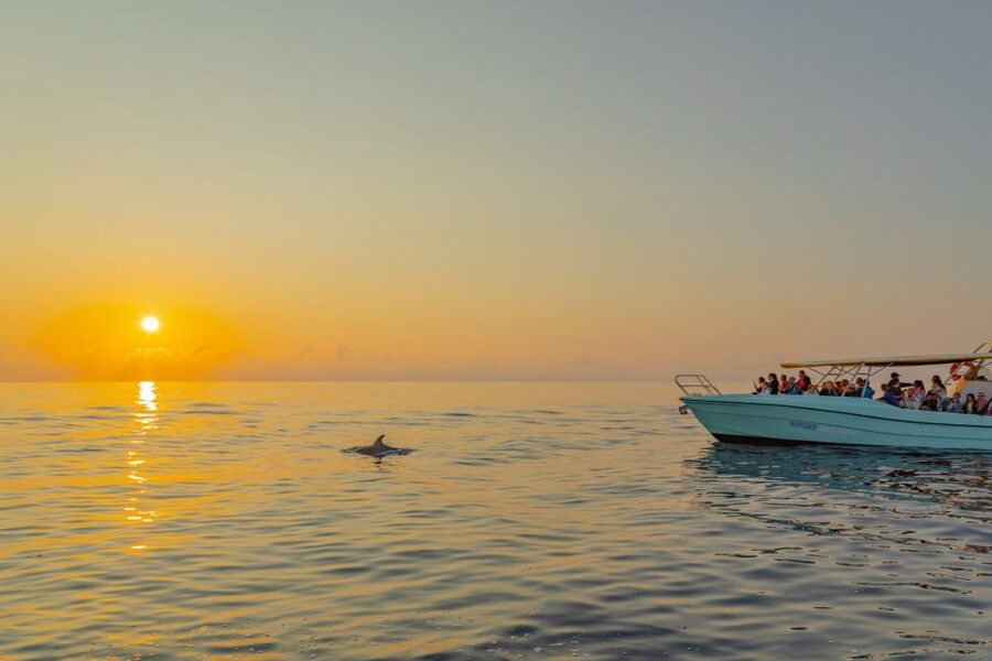 From Alcudia: Sunrise Dolphin Watching Boat Tour - Guides, commentary, and the onboard mood