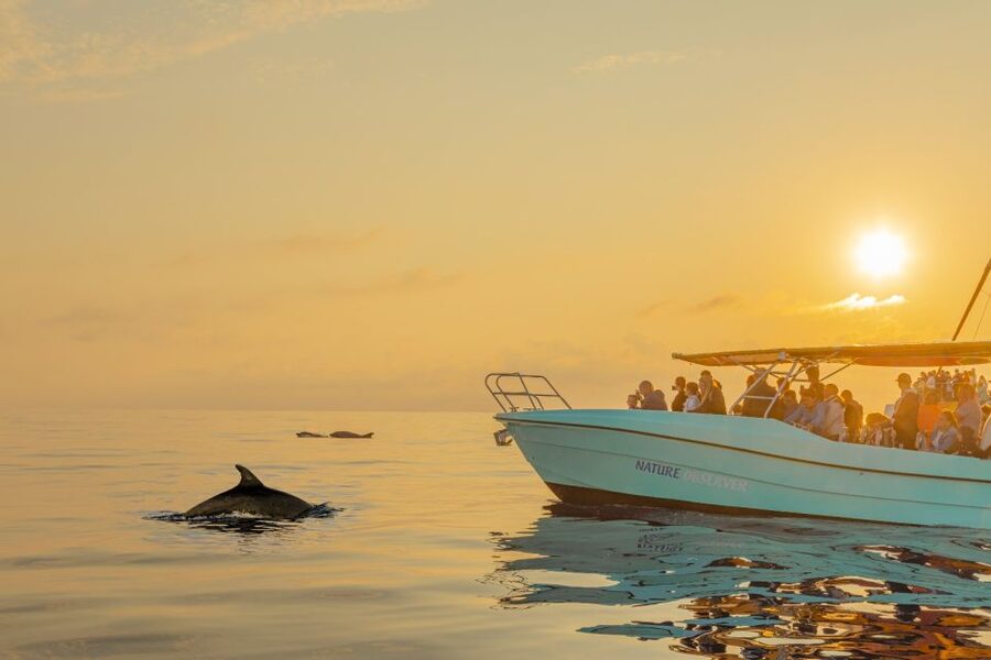 From Alcudia: Sunrise Dolphin Watching Boat Tour - From hotel pickup to Port d’Alcúdia