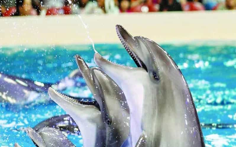 From Belek: Dolphin Show with Transfers - A short outing built around one clear attraction