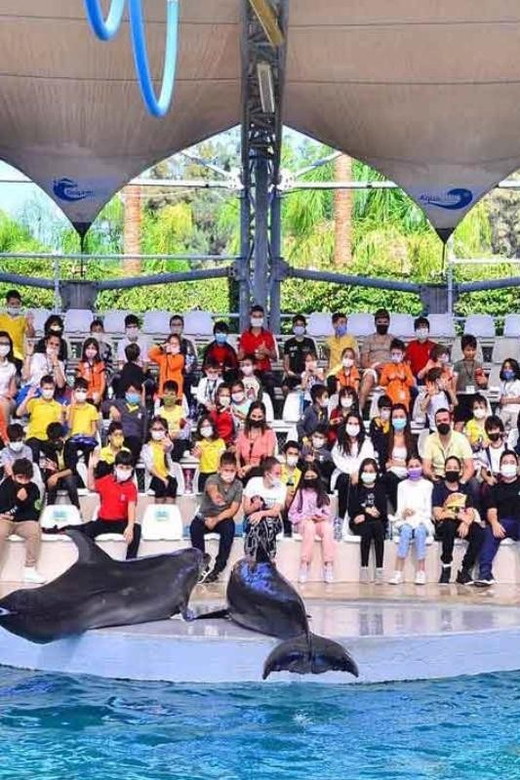 From Belek: Dolphin Show with Transfers - What happens at the dolphin show