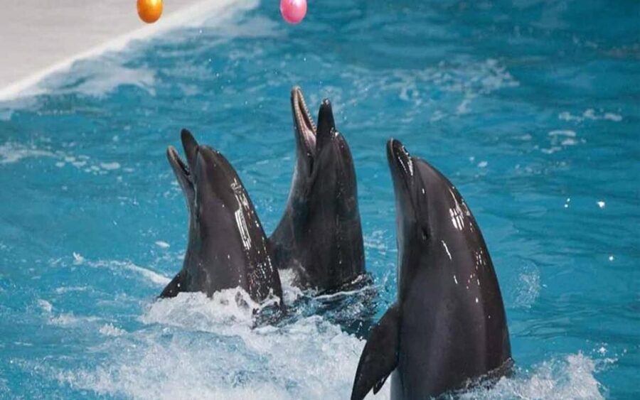 From Belek: Dolphin Show with Transfers - The educational side, and its limits