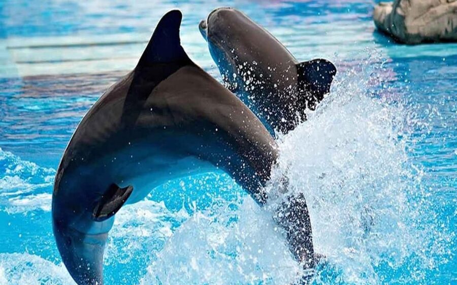 From Belek: Dolphin Show with Transfers - A balanced view of the transfer service