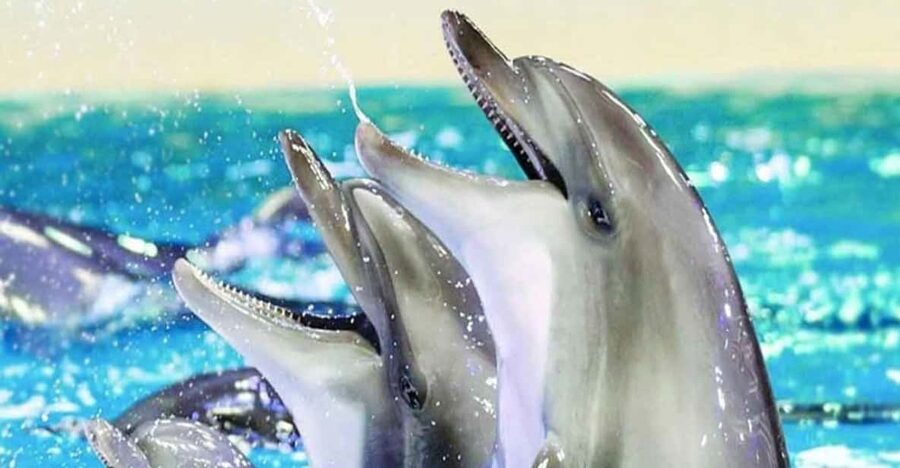 From Belek: Dolphin Show with Transfers - Leaving Belek with transport already arranged