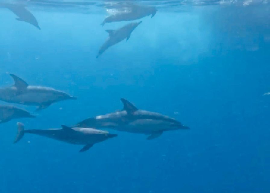 From Benalmádena & Torremolinos: Dolphin Watch Boat Trip - What to bring and how to prepare