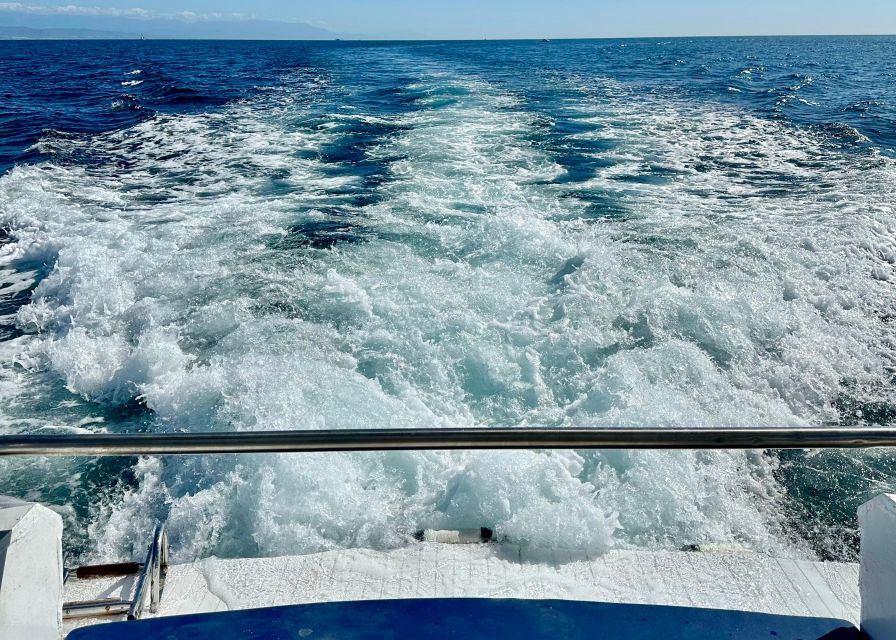 From Benalmádena & Torremolinos: Dolphin Watch Boat Trip - Thirty minutes watching for dolphins