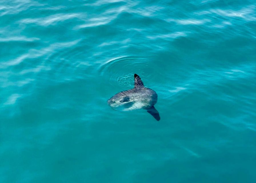 From Benalmádena & Torremolinos: Dolphin Watch Boat Trip - The final 10 minutes back to Benalmádena