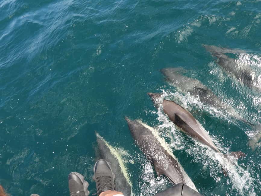 From Cádiz Bay: Tarifa Dolphin Watching Tour - Key points to know before booking