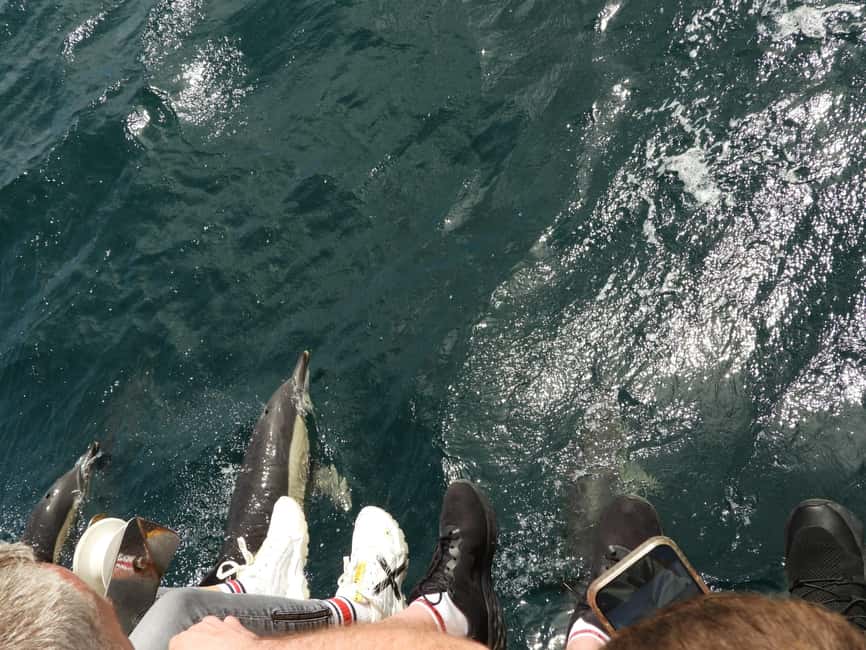 From Cádiz Bay: Tarifa Dolphin Watching Tour - Who will get the most from this experience?