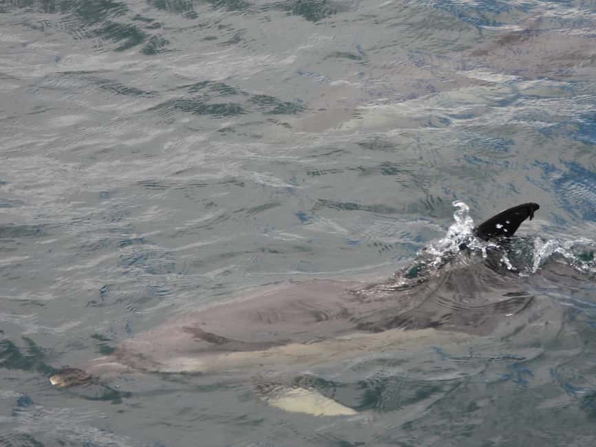 From Cádiz Bay: Tarifa Dolphin Watching Tour - Booking details that matter