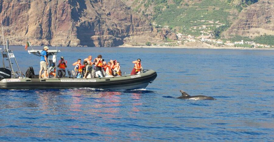 From Calheta: Madeira Whale and Dolphin Watching Boat Tour - Key points to know before booking