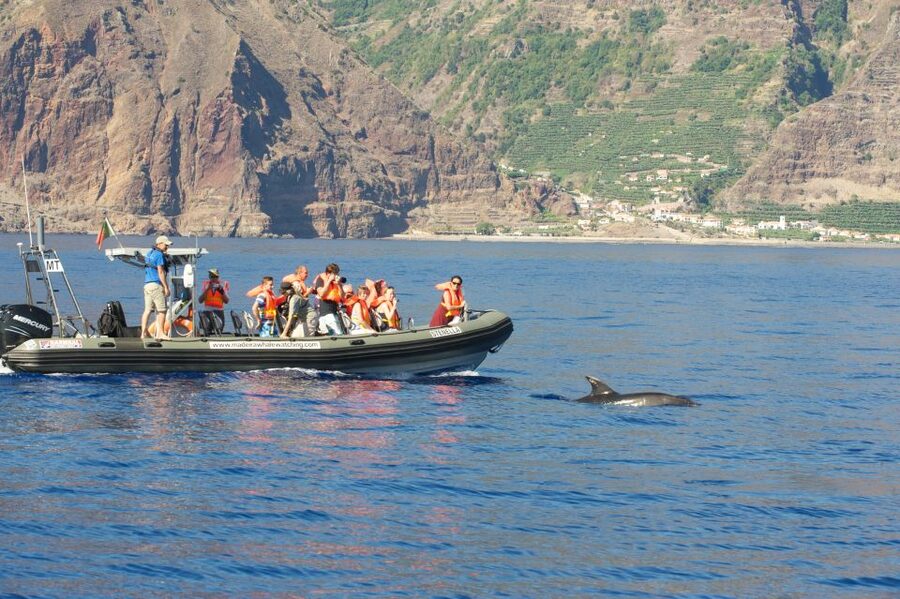 From Calheta: Madeira Whale and Dolphin Watching Boat Tour - Leaving Calheta Marina for the open water