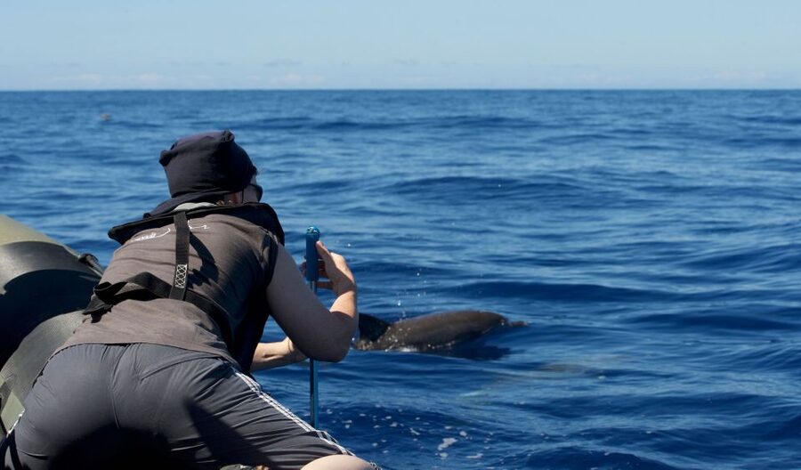 From Calheta: Madeira Whale and Dolphin Watching Boat Tour - The whales and dolphins you might see